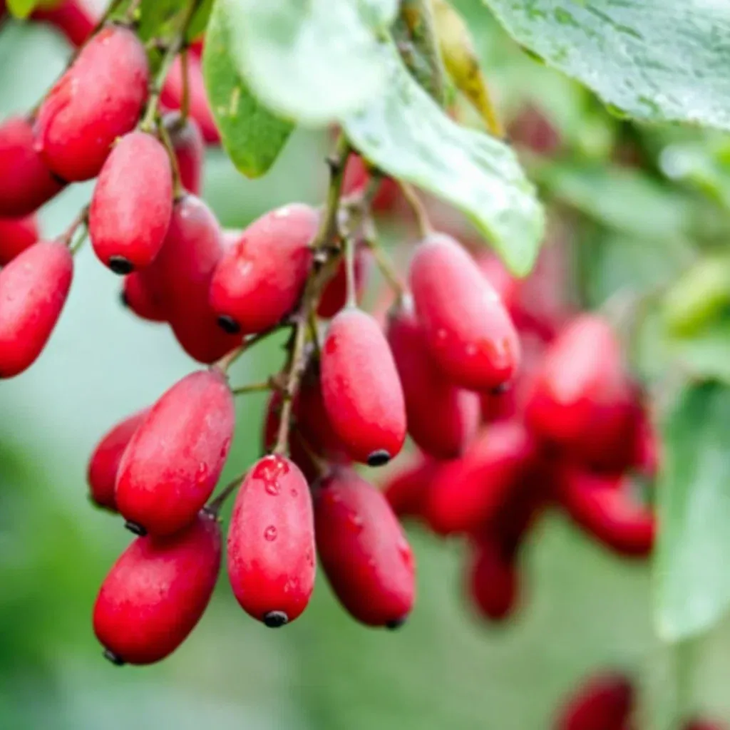 Burned Berberine